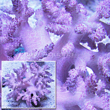 Kenya Tree Coral